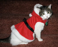 Keeboo dressed up for Christmas