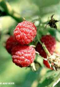 Raspberry