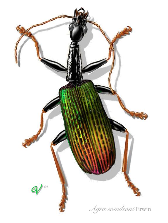 Rainforest Beetle