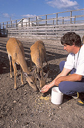 Veterinary immunologist Ray Waters feeds a pair of white-tailed deer.