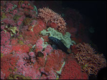 Colorful invertebrates compete for space on Cordell Bank