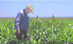 Gary Ross inspects his crop of milo