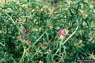 purple starthistle, Centaurea calcitrapa  (Asterales: Asteraceae) Plant(s)