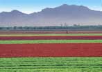 an arizona field of crops with mountains in background