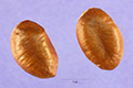 View a larger version of this image and Profile page for Asimina triloba (L.) Dunal