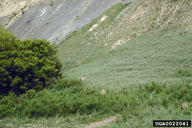 Russian knapweed, Acroptilon repens  (Asterales: Asteraceae) Infestation