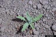 Russian knapweed, Acroptilon repens  (Asterales: Asteraceae) Foliage