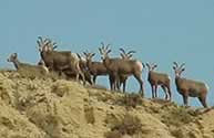 Photograph of Bighorn Sheep on a rock ledge.