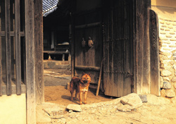 Dog standing in the doorway to a house