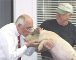 State Conservationist Bob Jones makes good on his promise to kiss a pig if Alaska NRCS staff contributed more than $5,000 to the Combined Federal Campaign (NRCS photo by by Greg Gusse)