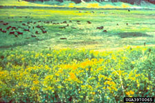 Rangeland severely infested by leafy spurge, Euphorbia esula