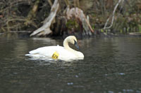 Trumpeter Swan