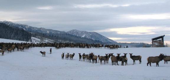 Elk congregations at Wyoming feed ground.