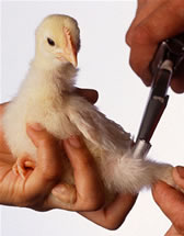 A chick receives a vaccination.