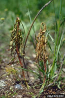 leafy spurge, Euphorbia esula  (Euphorbiales: Euphorbiaceae) Biological Control