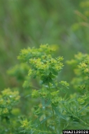 leafy spurge, Euphorbia esula  (Euphorbiales: Euphorbiaceae) Flower(s)