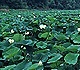 Lotus plants