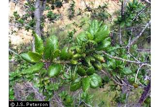 Photo of Quercus agrifolia Née