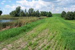 newly repaired and re-seeded dam  adjacent to wetland and pond