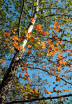 autumn color in Licking County, Ohio (NRCS photo by Dianne Johnson -- click to enlarge)