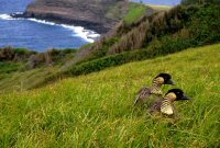 Hawaiian Geese - Nene. Photo FWS.