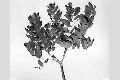 View a larger version of this image and Profile page for Juglans nigra L.