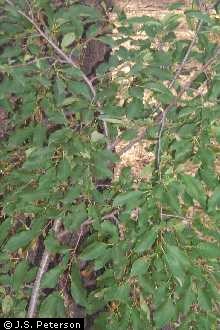 Photo of Prunus virginiana L.