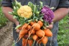 two hands holding vegetables.