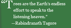 “Trees are the Earth's endless effort to speak to the listening heaven.” —Rabindranath Tagore