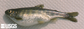 Juvenile chinook salmon with bacterial kidney disease (BKD)