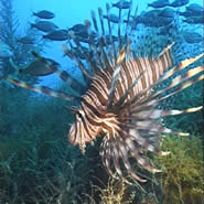 NOAA/NCCOS Fisheries Biologist Paula Whitfield's classic shot of a lionfish has become so popular that is the veritable lionfish shot seen around the world