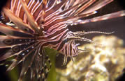 Pterois profile