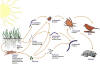 Soil food web. Click to go to larger version.