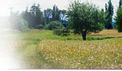 Picture of the field with trees