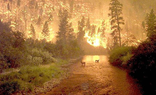 photo of a forest fire in Montana