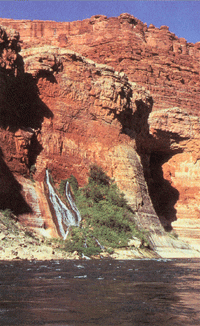 Ground water discharges from springs into the Colorado River