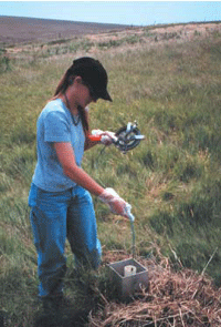 A woman measuring the water level in an observation well