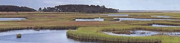 Tidal marsh along the Edisto River, South Carolina 