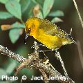 Synthesizing Forest Bird Survey Data