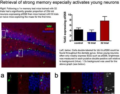 Retrieval of strong memory especially activates young neurons