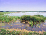 Ohio wetland