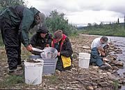 Family panning for gold on Nome Creek