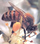 honey bee with pollen on its legs