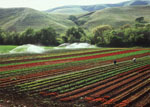 spring lettuce crop in Central California