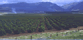 Photo of an orchard in the San Joaquin Valley