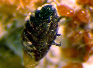 Hemlock Woolly Adelgid