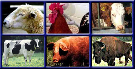 Farm Animal Pictures