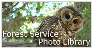 Forest Service Photo Library image of a Spotted Owl by Charlie Denton