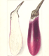 Solanum melongena Chinese eggplant
