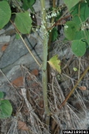 Japanese knotweed, Polygonum cuspidatum  (Polygonales: Polygonaceae) Feature(s)